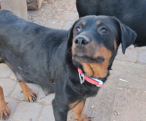Rottweiler puppy for sale + 54183