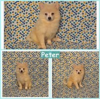 Pomimo Peter Male American Eskimo Dog for sale/adoption