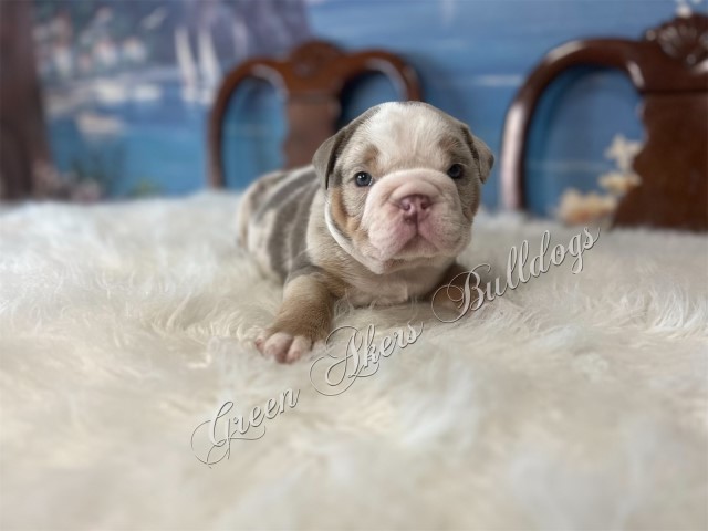 English Bulldog, M, Lilac Tri MERLE, GENETIC TESTED CLEAR