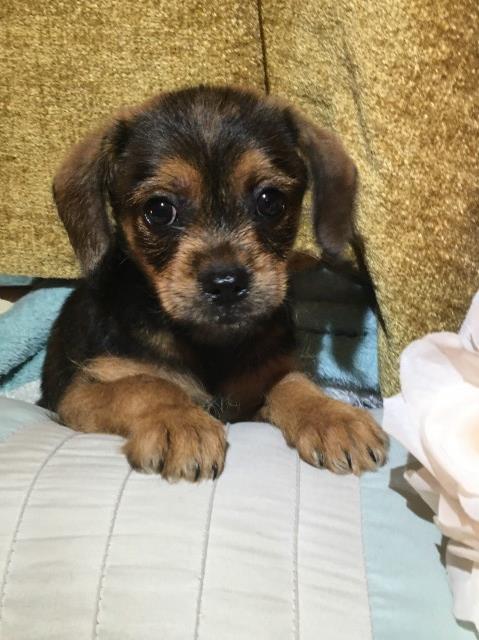 Micro Ckc Registered Morkie Pups