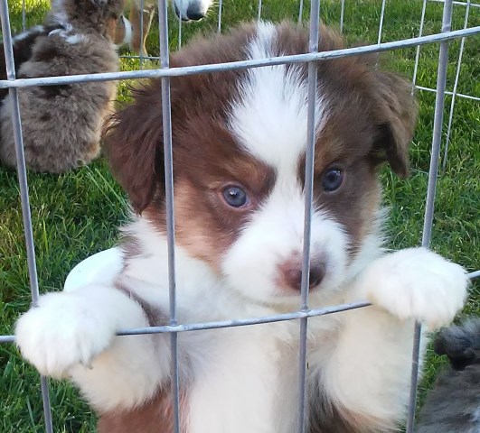 Australian Shepherd Dog puppy for sale + 58277