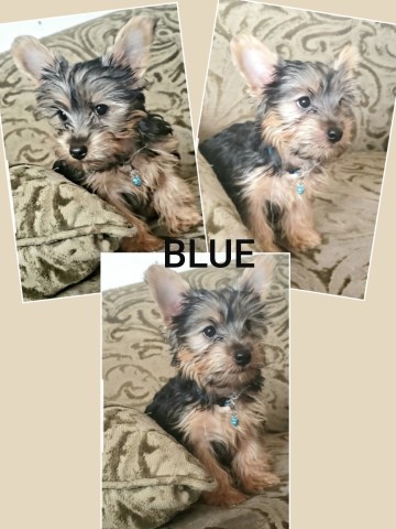 Playful Male Yorkies For Sale