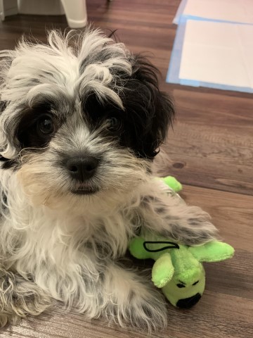 Shih Tzu male puppy