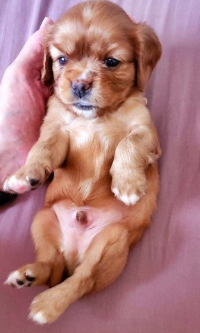 Beautiful Cavalier King Charles Spaniel male puppies