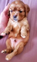 Beautiful Cavalier King Charles Spaniel male puppies Cavalier King Charles Spaniel for sale/adoption