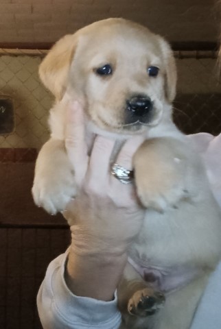 AKC Lab Puppies