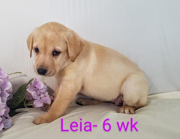 Leia, AKC Labrador Retriever