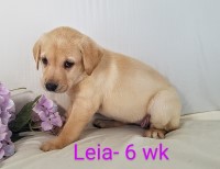 Leia, AKC Labrador Retriever Labrador Retriever for sale/adoption