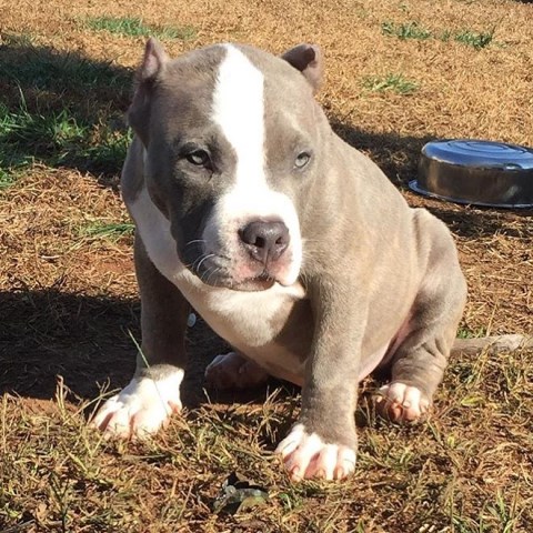 American Bulldog puppy for sale + 47707