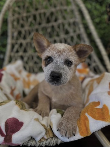 Australian Cattle Dog puppy for sale + 66924