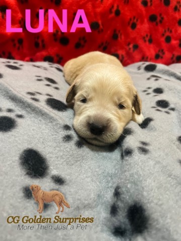 Golden retriever puppies