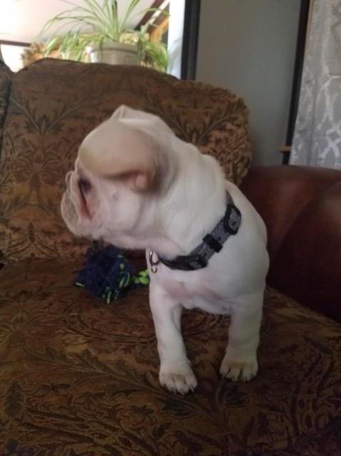 French Bulldog puppy for sale + 50594