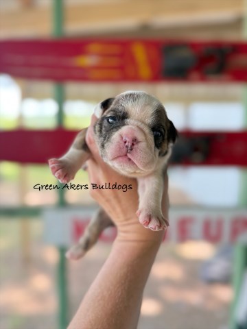 English Bulldog puppy for sale + 66582