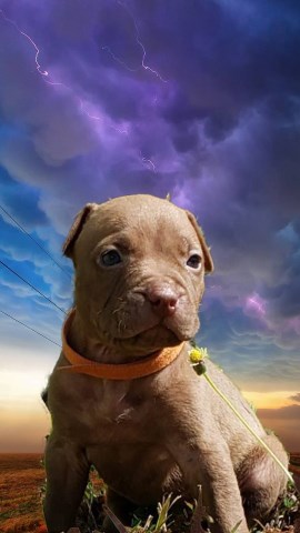 American Pit Bull Terrier pups