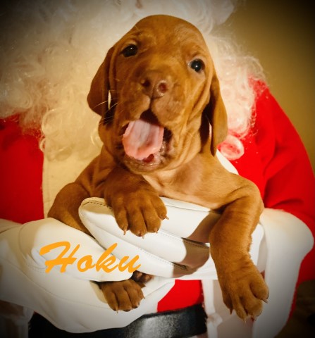 Vizsla puppy for sale + 64366