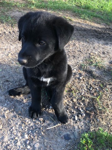 Lab Mix Puppies for Sale