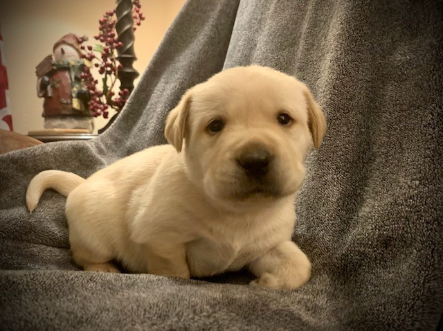 Labrador Retriever puppy for sale + 66331