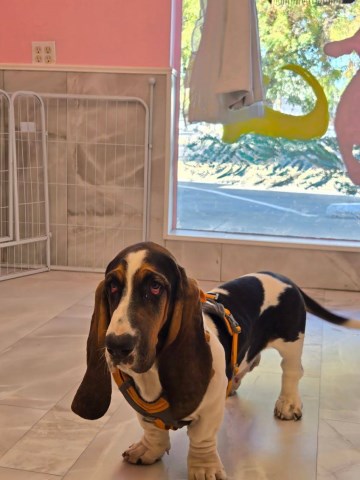 Basset Hound 7 month Male