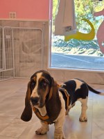Basset Hound 7 month Male Basset Hound for sale/adoption