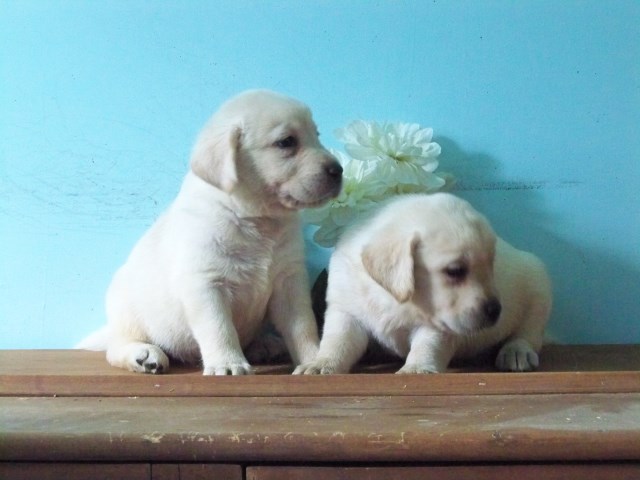 Letty & Leo Puppies