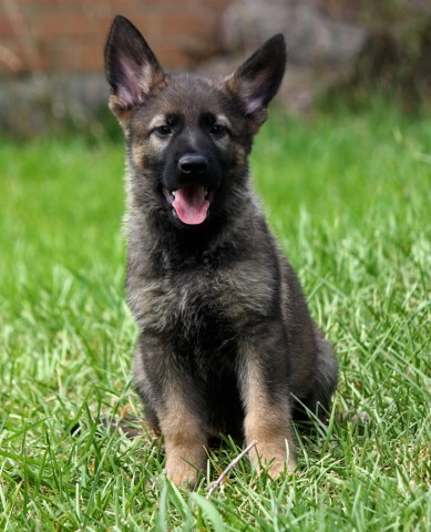 German Shepherd Dog puppy for sale + 52643