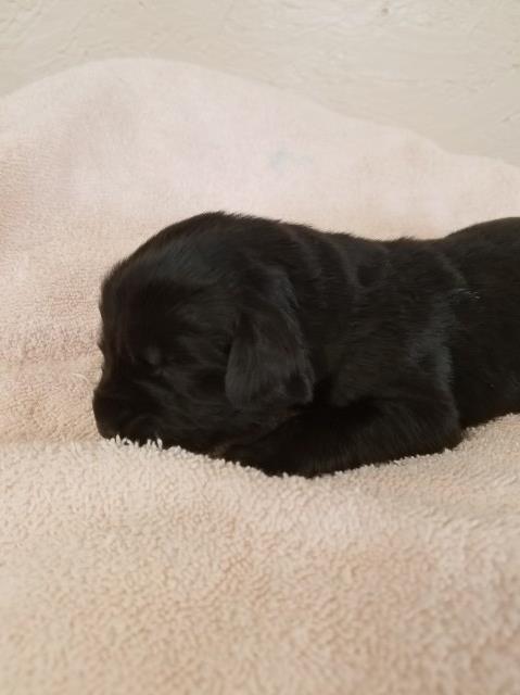 Newfoundland Dog puppy for sale + 51296