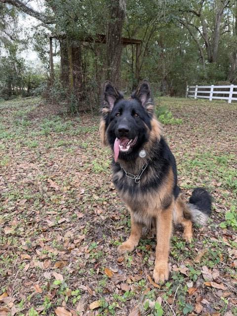 11-Month-Old, Long Haired Show-Line German Shepherd, Akc