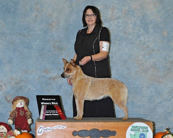 AKC Australian Cattle Dog Litter Born September 21st, 2019