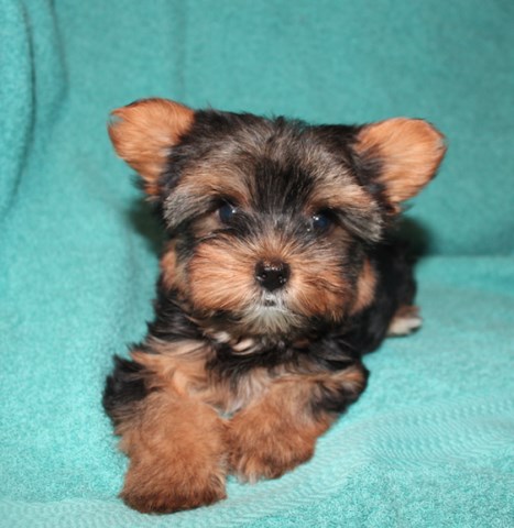 Yorkshire Terrier puppy for sale + 58519