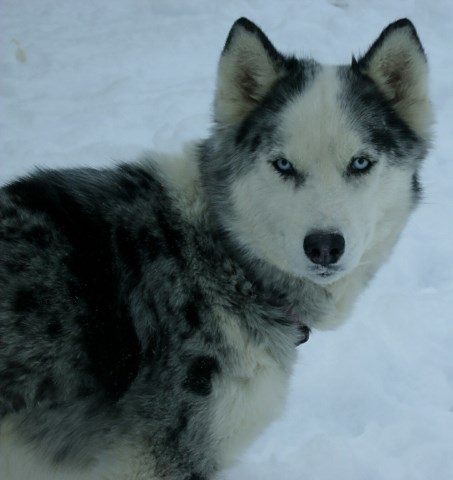 Siberian Husky puppy for sale + 51727
