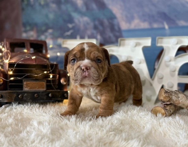 English Bulldog, F, Chocolate Merle