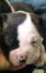 American Bulldog puppy for sale + 54414