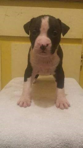 American Staffordshire Terrier Puppies For sale