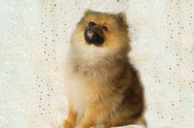 Pomeranian puppy for sale + 63166