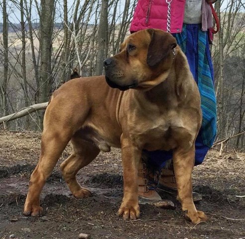 Karooland Baron - adult boerboel for sale