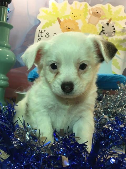 Maltipoo puppy dog for sale in Montana USA