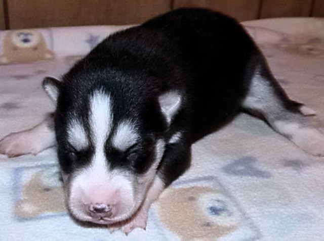 AKC Siberian Husky Pups Available