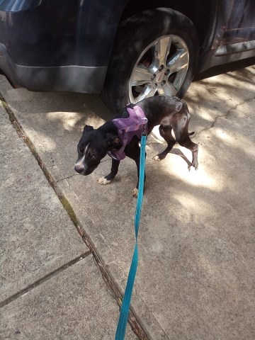 American Bulldog puppy for sale + 67199
