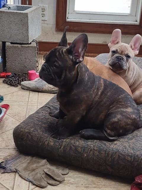 French Bulldog puppy for sale + 66885