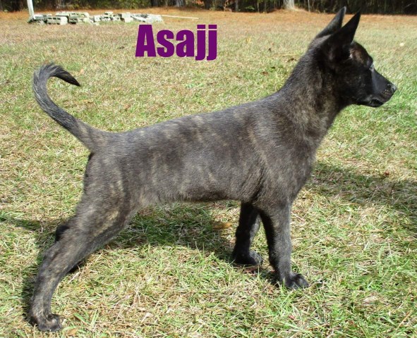 Malinois puppy for sale + 54267
