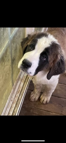 AKC Saint Bernards in NC