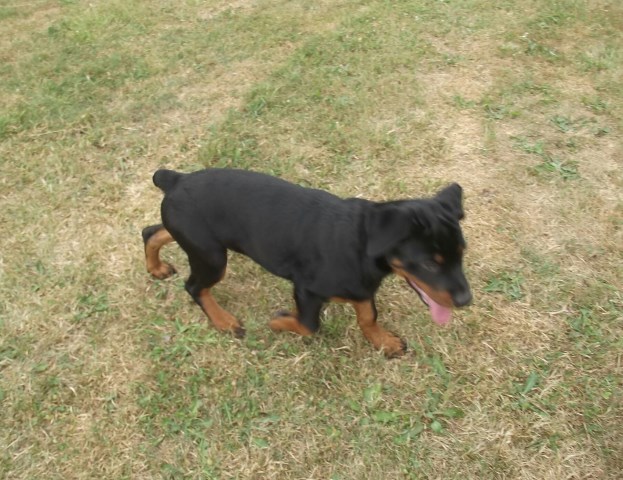 Rottweiler puppy for sale + 53381