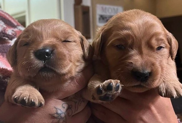 Red Golden Pups