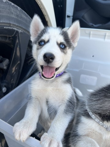 Siberian Husky puppy for sale + 63117