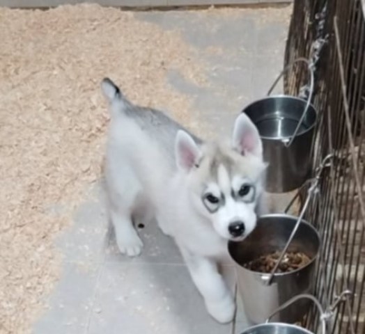AKC Siberian Husky Champion  lines