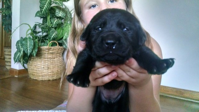 Labrador Retriever puppy for sale + 47199