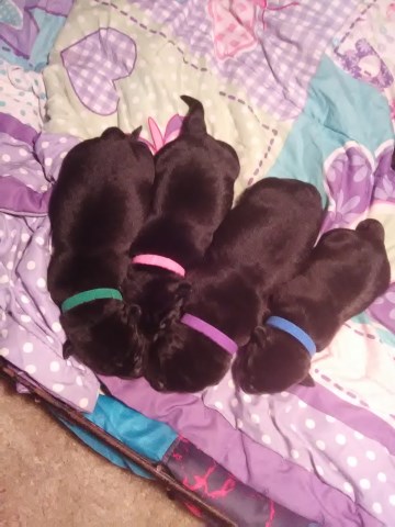 Black AKC Lab pups