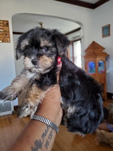 Morkie puppy for sale + 60975