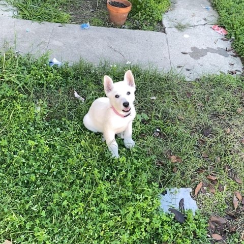 German Shepherd Dog puppy for sale + 62771