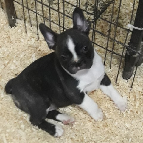 French Bulldog puppy for sale + 63503